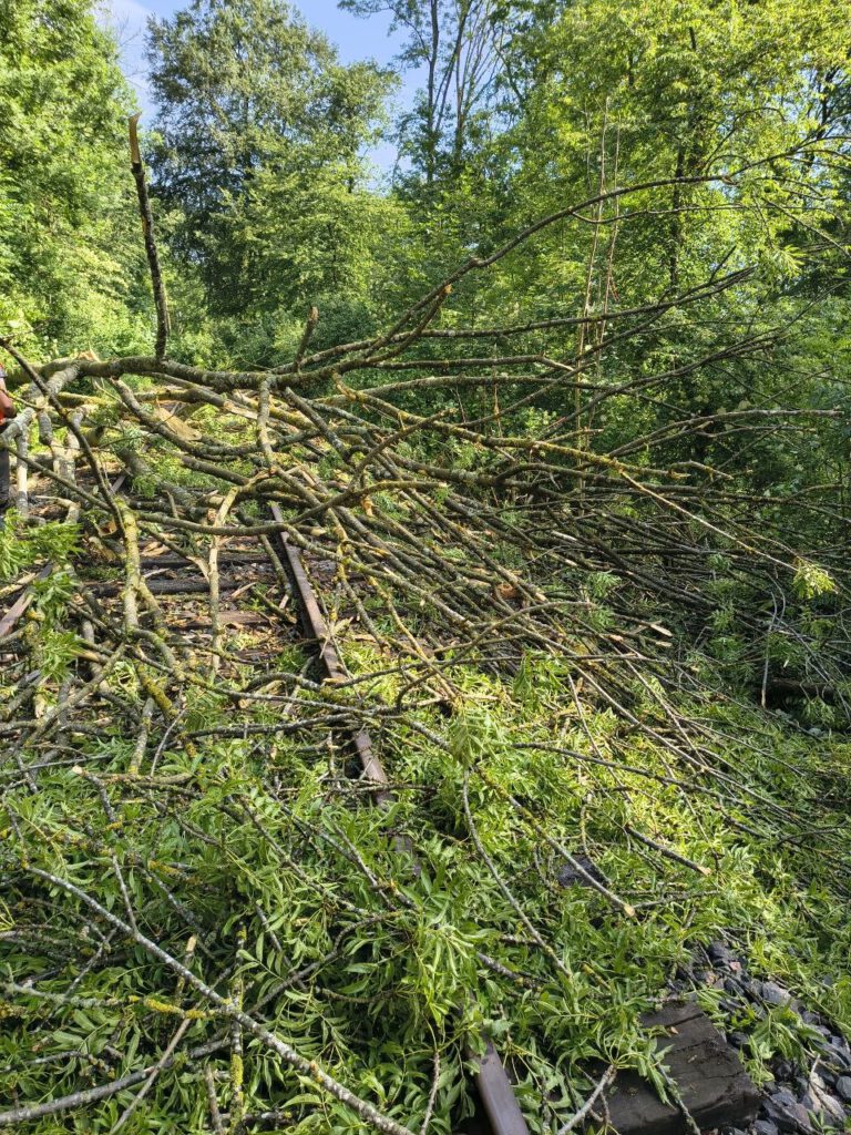 Umgestürtzter Baum auf dem Gleis im Steinfurther Berg