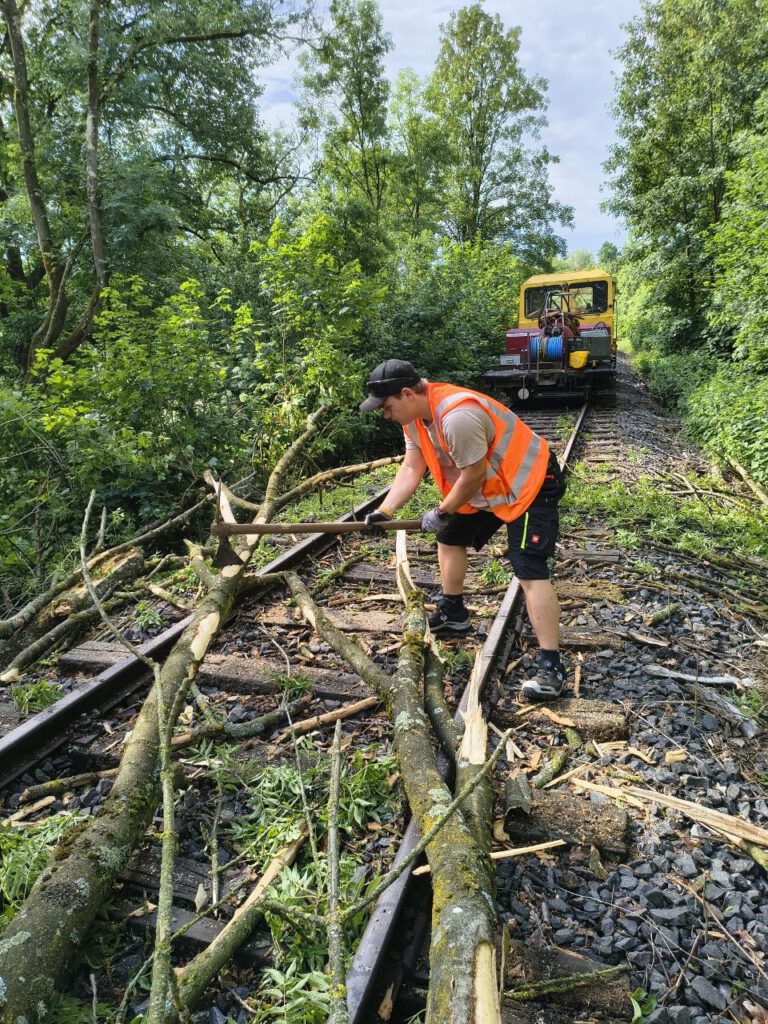 Schweißtreibend: Wir zerlegen den Baum mit der Rodehacke