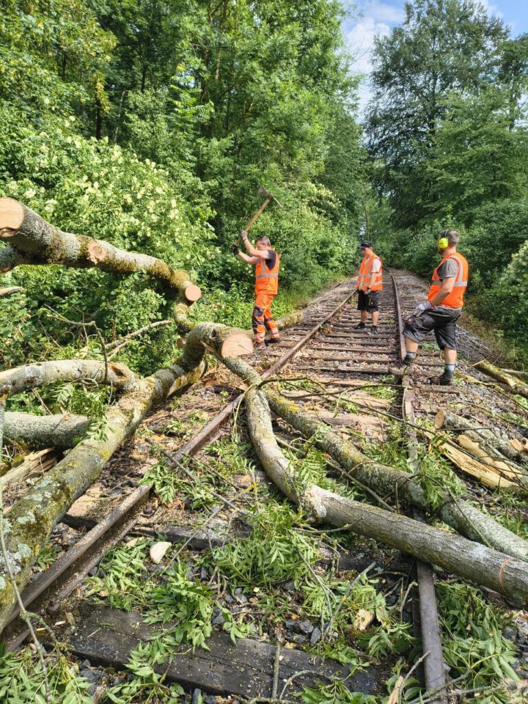 Strategische Besprechung: Wie bekommen wir den Baum weg?