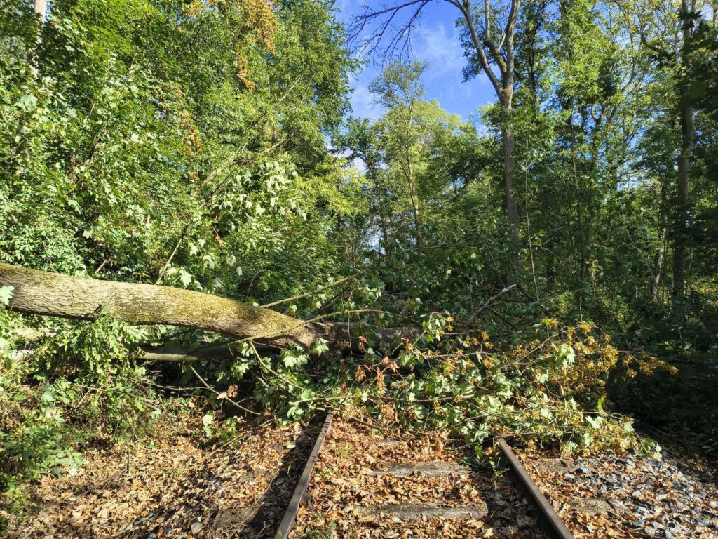 Rumms! Da liegen die Bäume auf der Strecke
